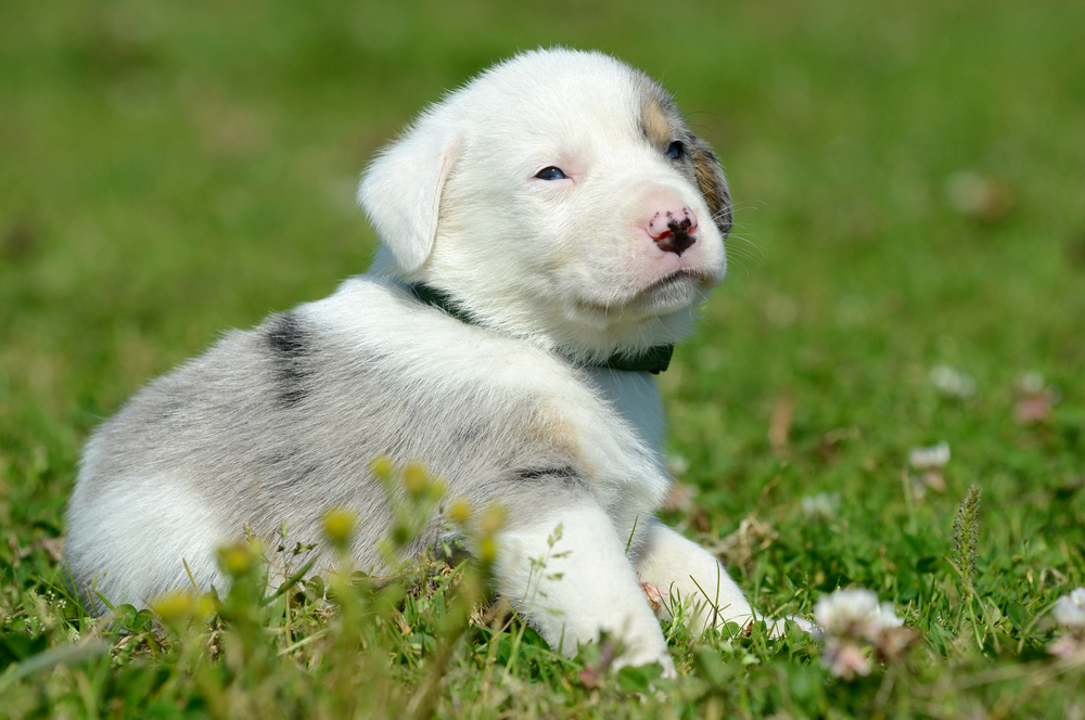 Bull Puppy