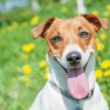 Dog Smiling