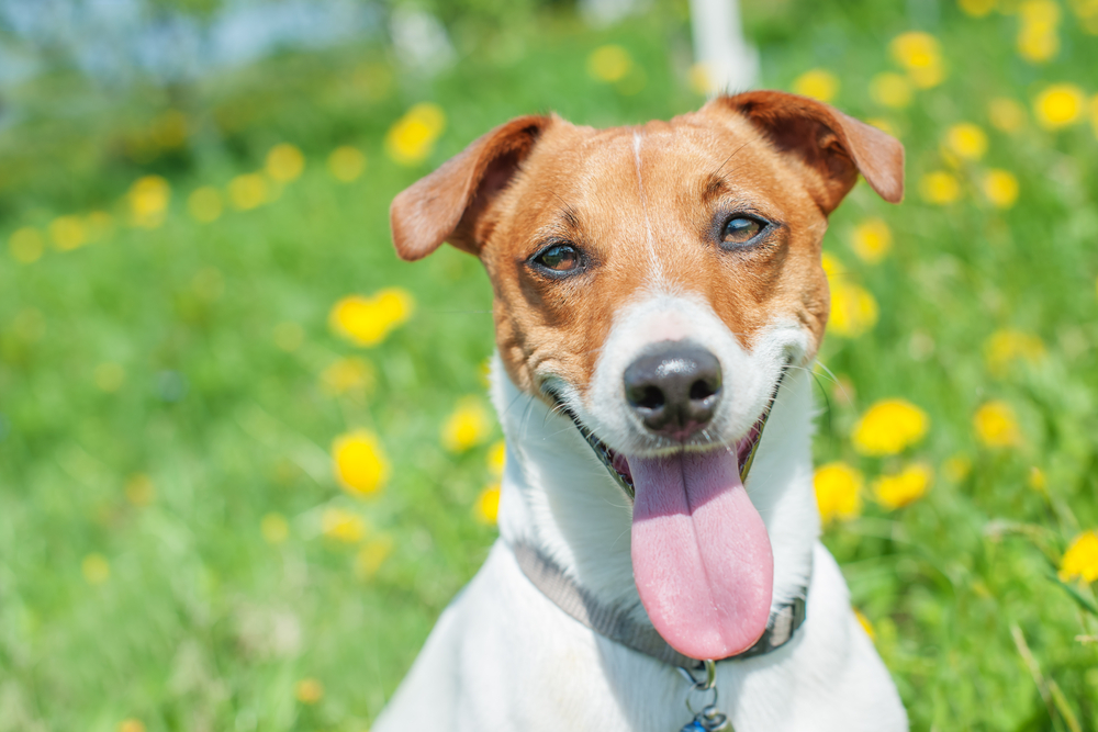 Dog Smiling