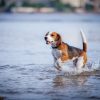 Dog Beach