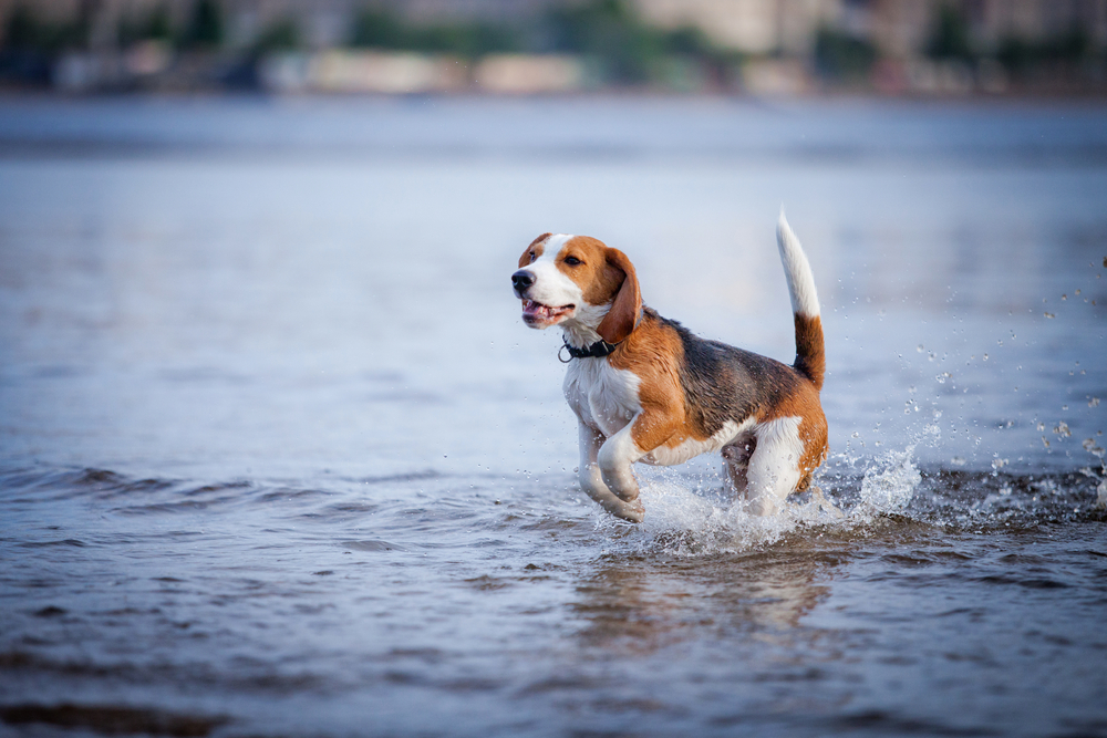 Dog Beach