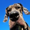 Big Nose Dog