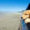 Dog Car