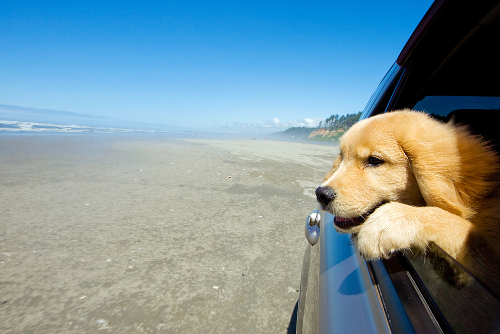 Dog Car