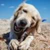 Dog Chewing