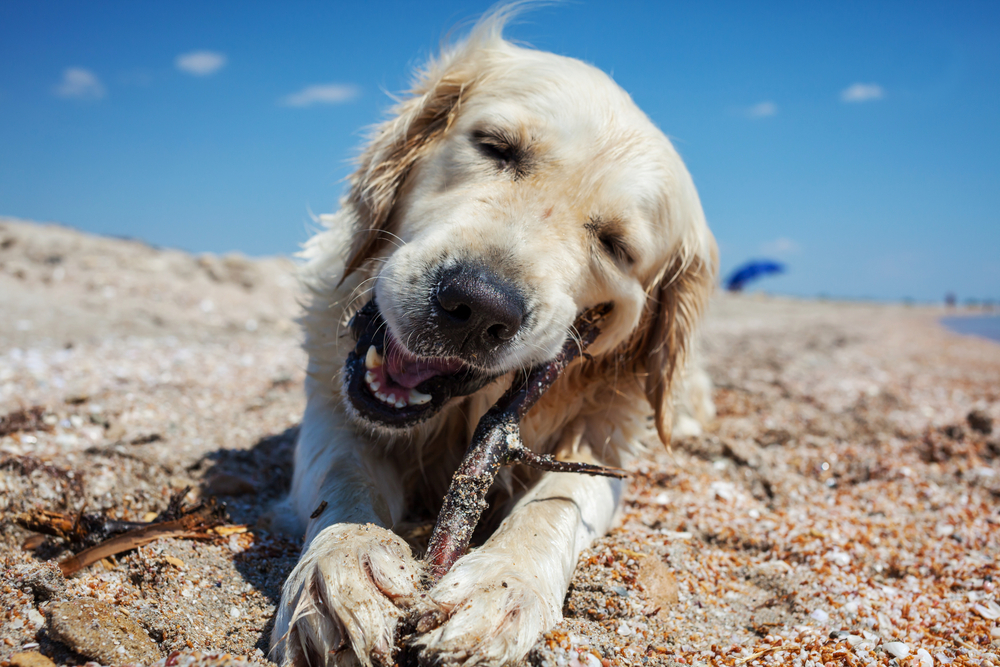 Dog Chewing