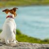 dog watching