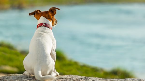 dog watching