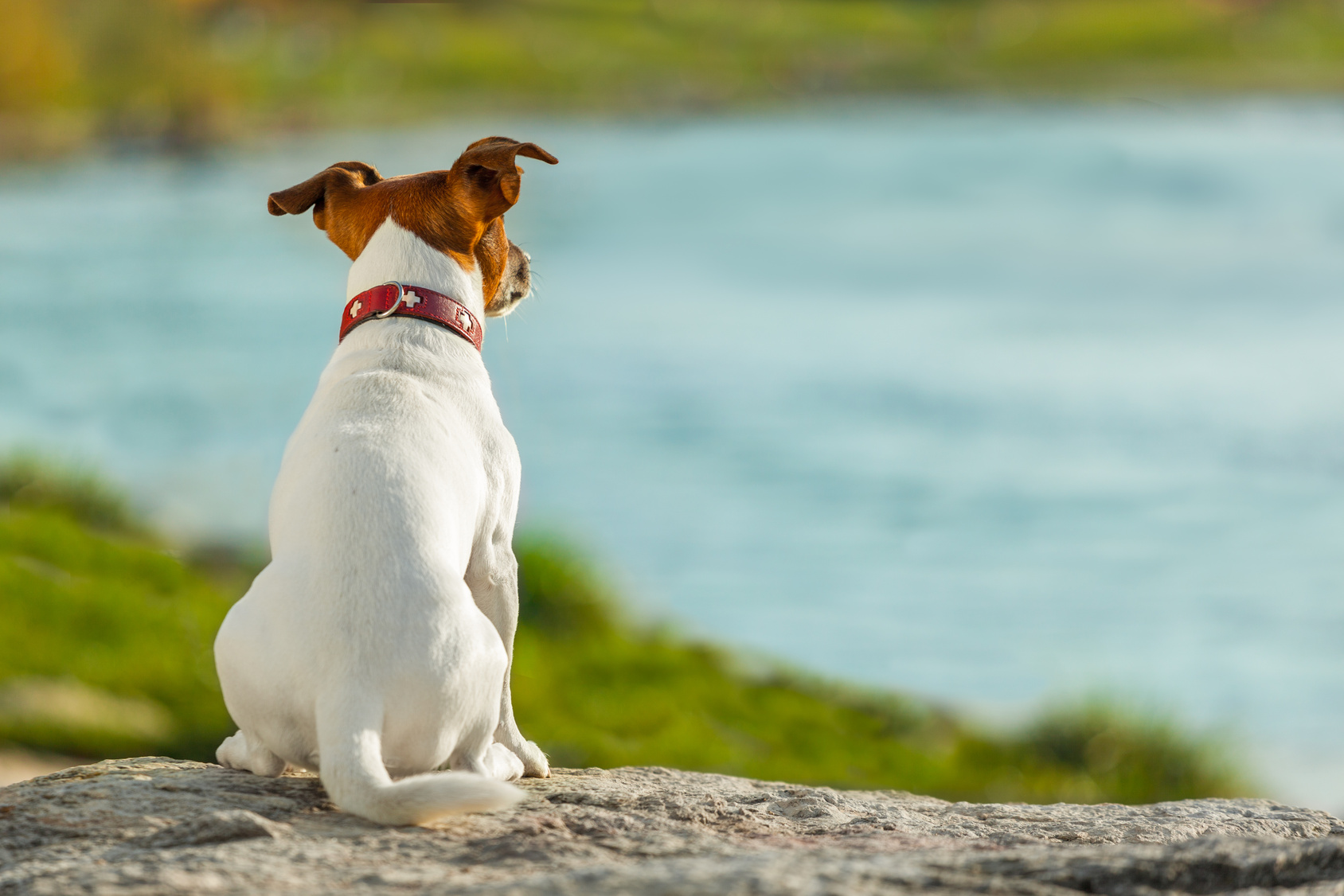 dog watching