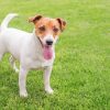 Dog On Grass