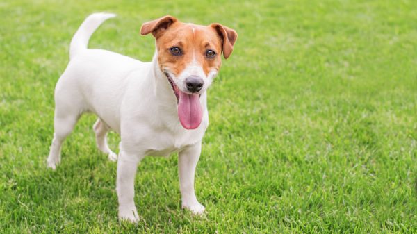 Dog On Grass