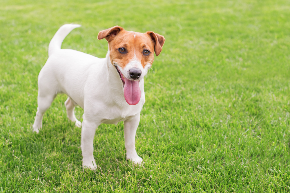 Dog On Grass