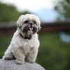 Dog on rock