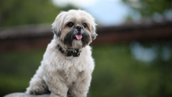 Dog on rock