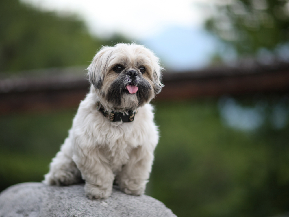 Dog on rock