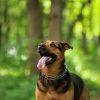 Dog Park