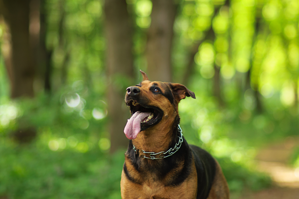 Dog Park