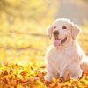 golden retriever autumn portrait