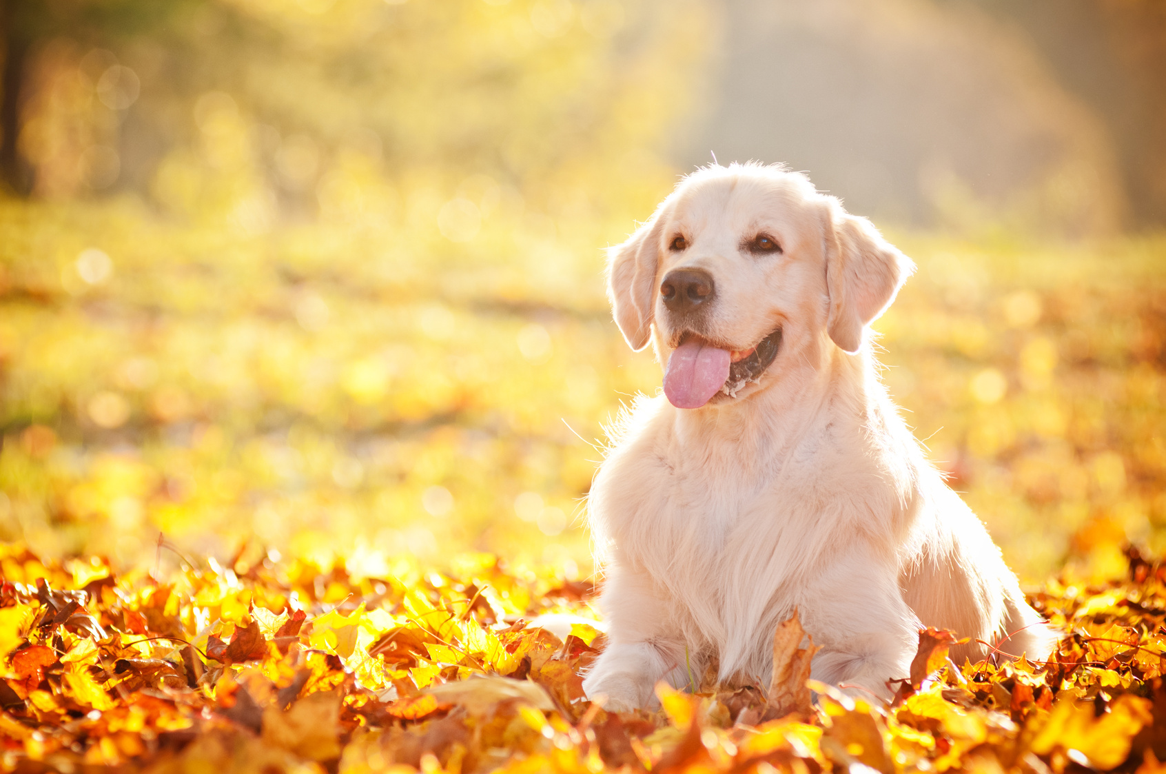 golden retriever autumn portrait