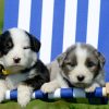 Puppies Deckchair