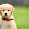 Golden Puppy