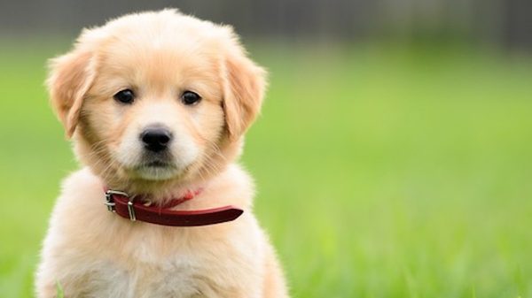Golden Puppy