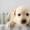 Puppy in Bed