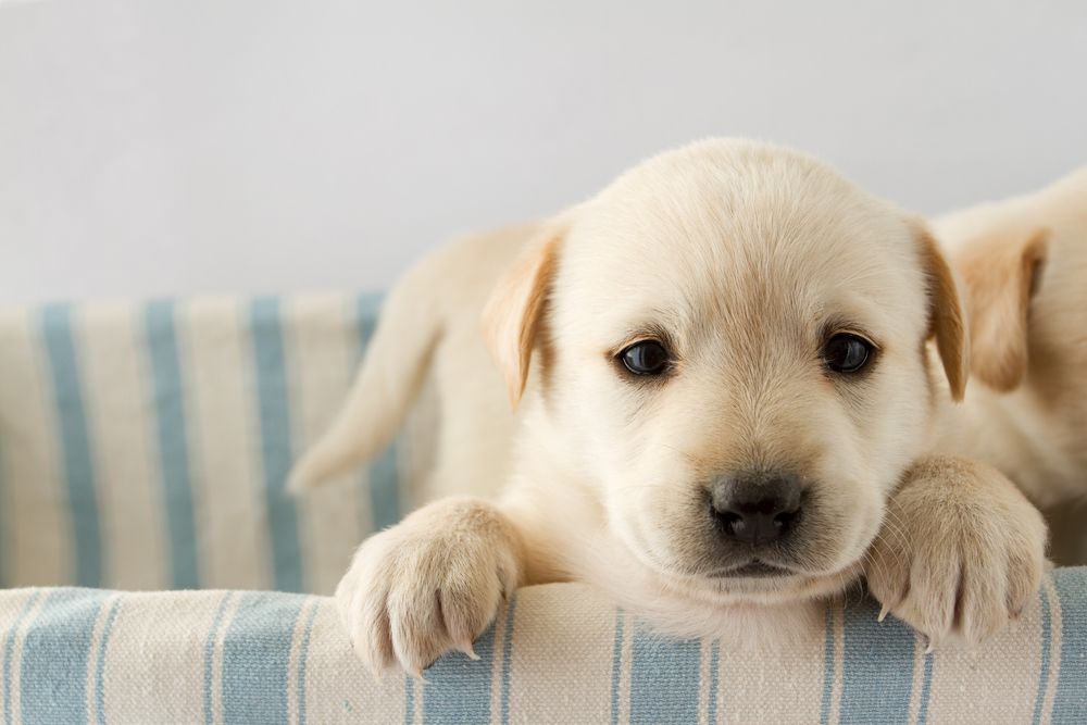 Puppy in Bed