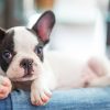 Puppy Terrier