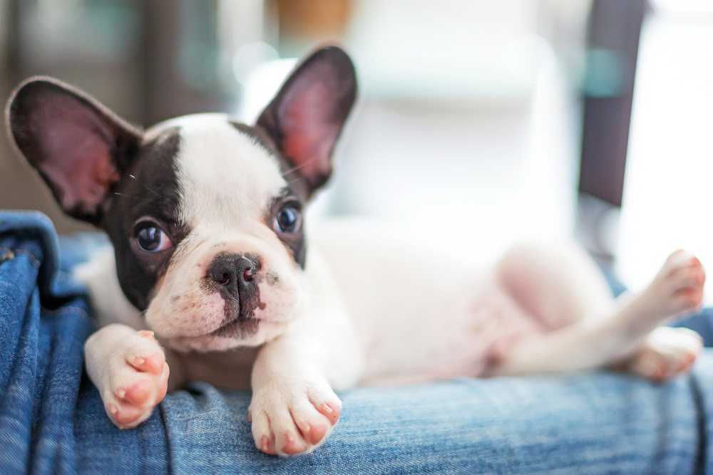 Puppy Terrier