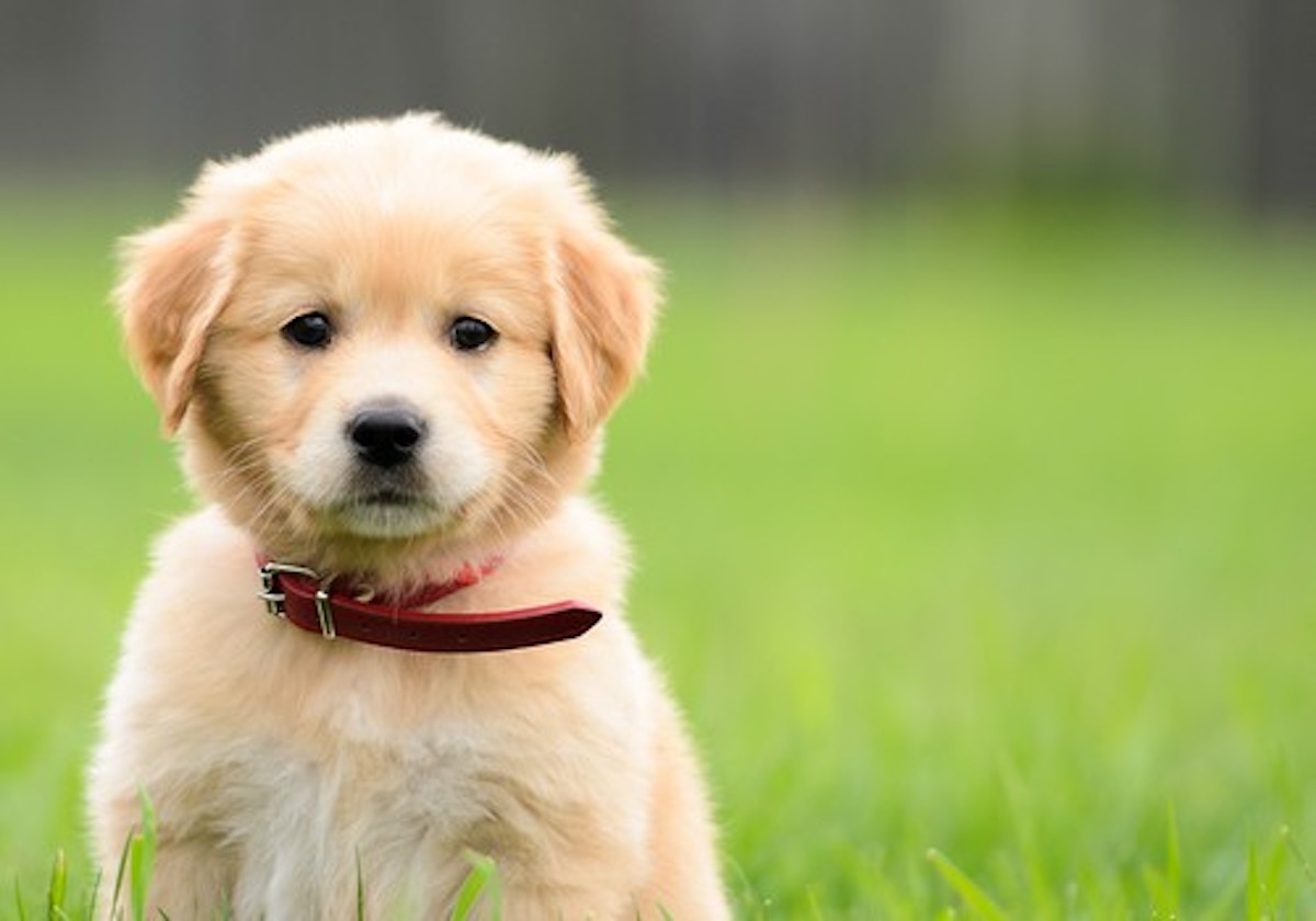 Golden Puppy