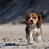 Running hound