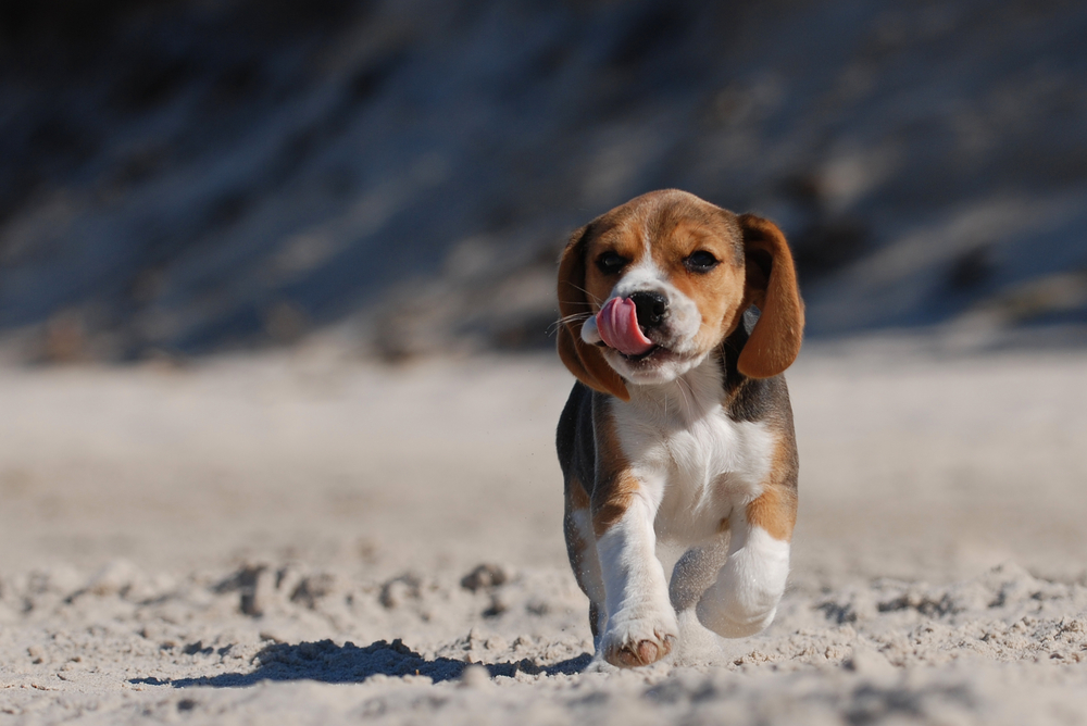 Running hound