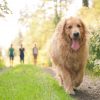 Dog Walking