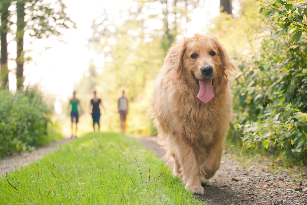 Dog Walking