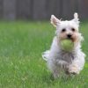 Dog With Ball