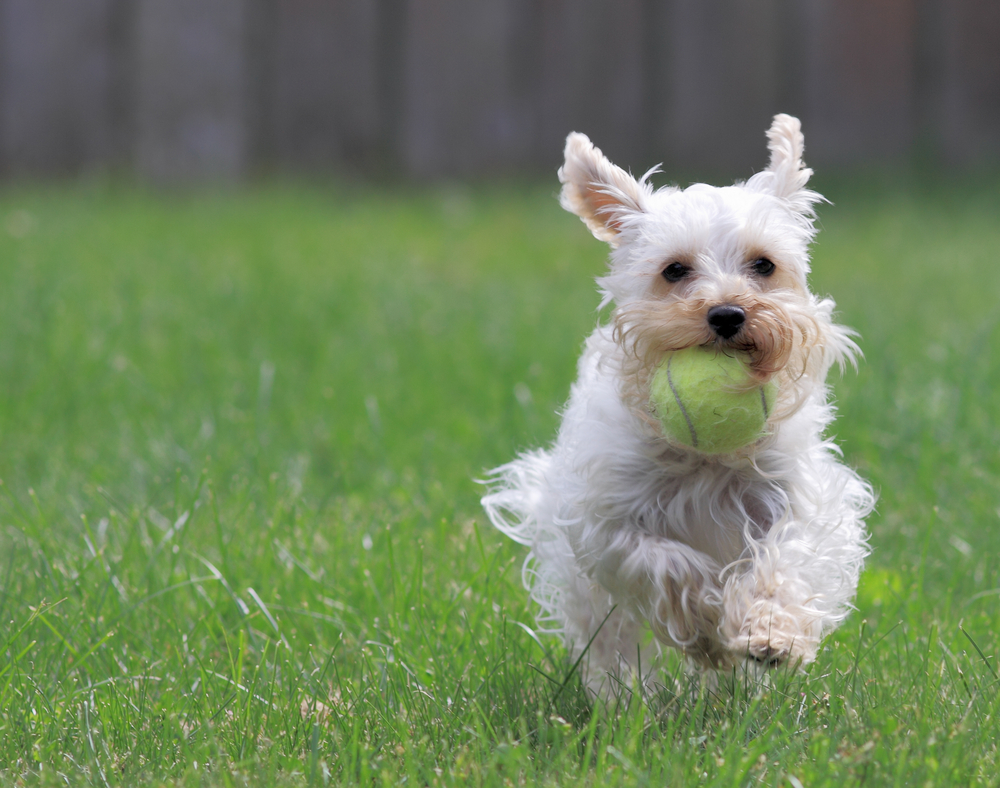 Dog With Ball