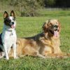 Two Dogs Sitting