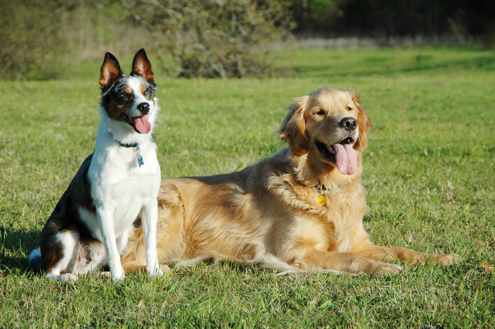 Two Dogs Sitting