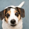 Smiling Dog