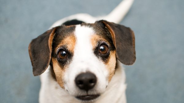Smiling Dog