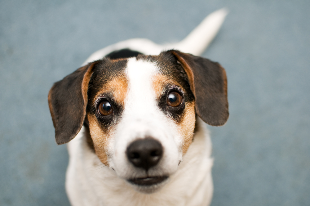 Smiling Dog