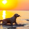 Sunset Dog