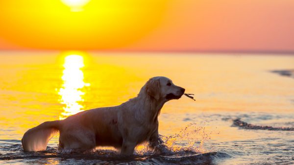 Sunset Dog