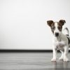 Terrier Puppy