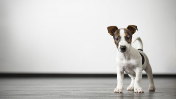 Terrier Puppy
