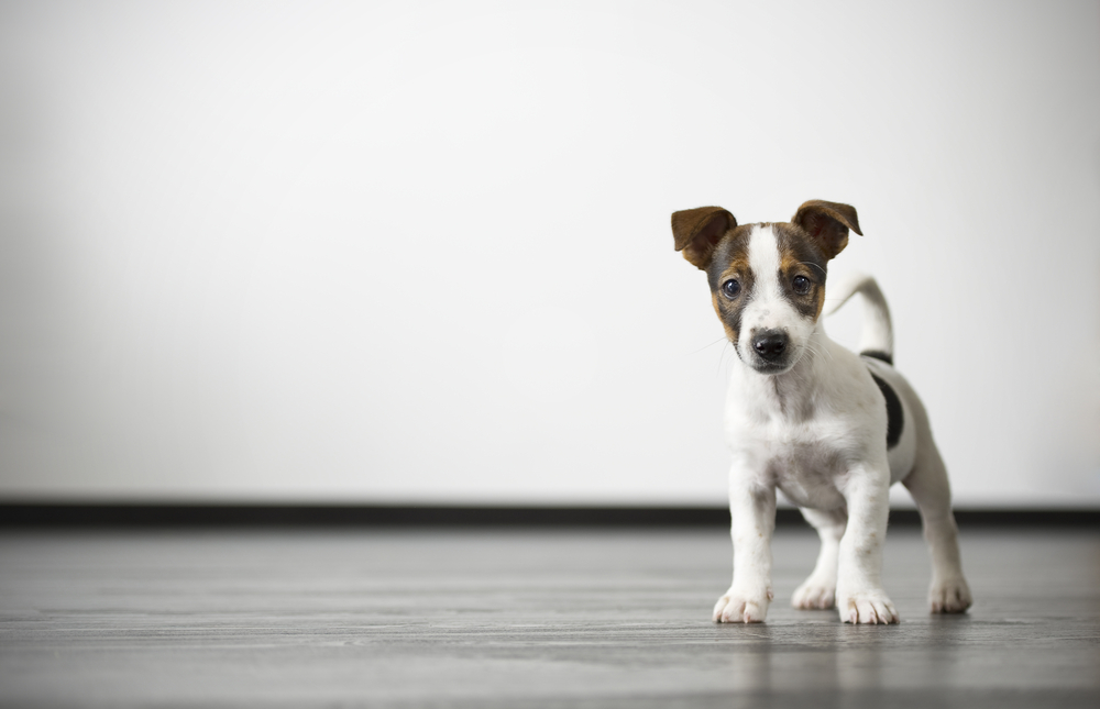 Terrier Puppy
