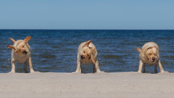 Three Dogs