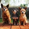 Small Dogs