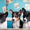 Three terriers
